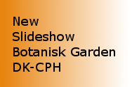 DK - Botanisk Garden Autumn