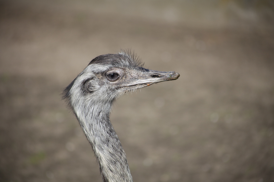 ZOO CPH