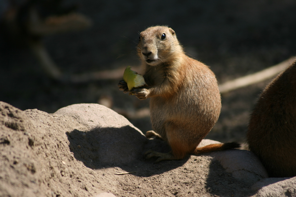 ZOO CPH