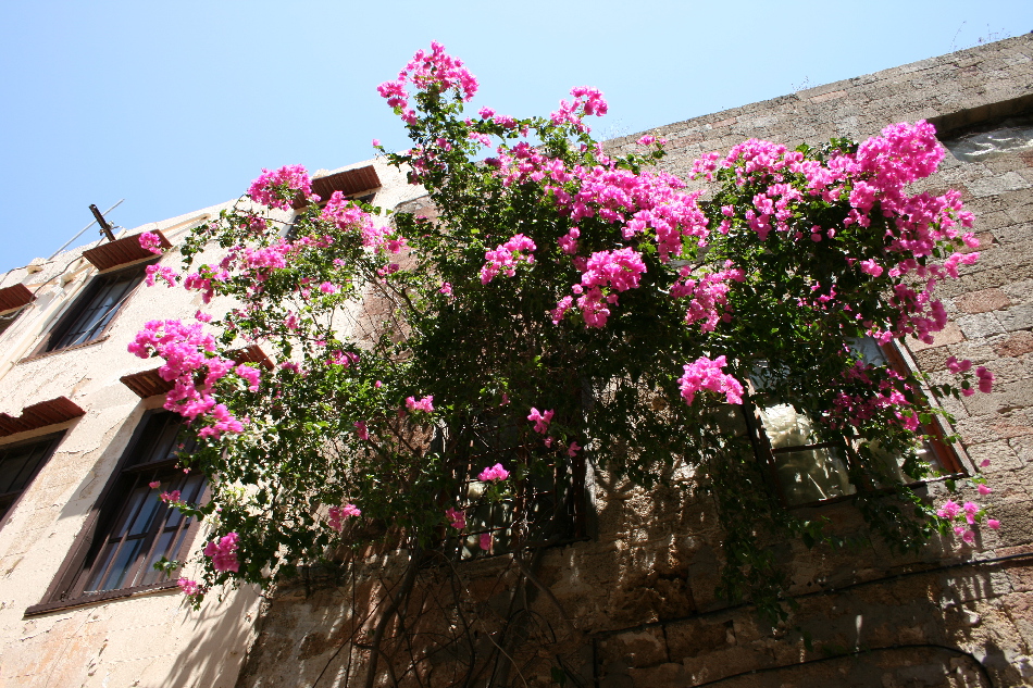 Rhodos/blomster