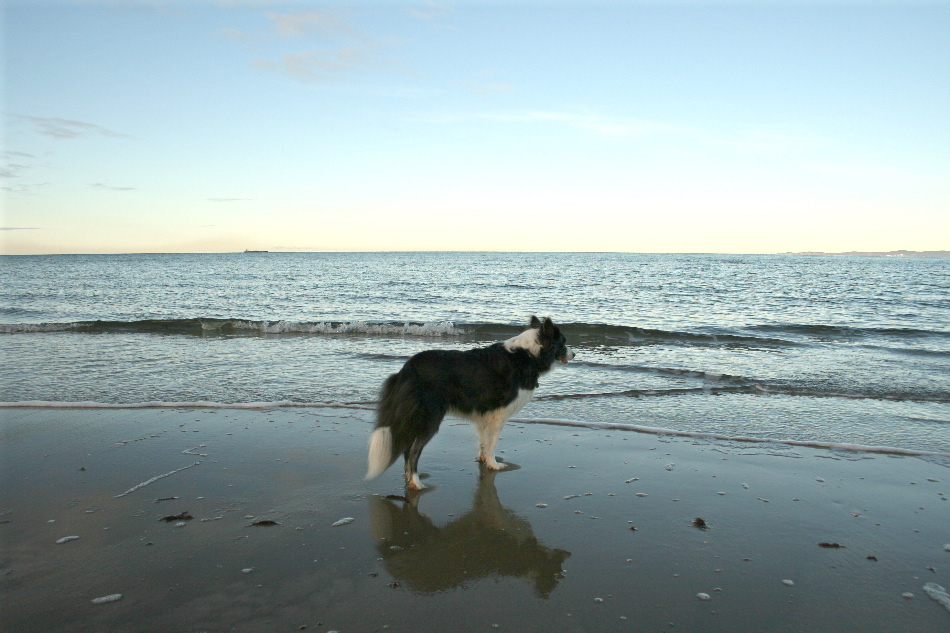 Hornbæk Strand/drømmesyn