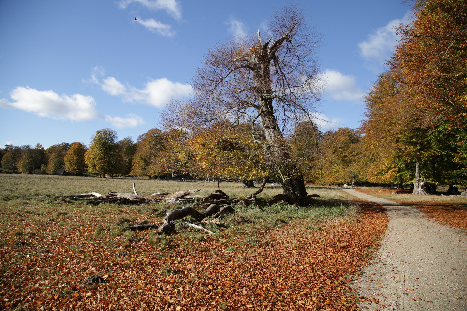 Dyrehaven
